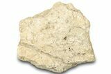 Dinosaur (Triceratops) Frill Shield Section - Montana #323023-1